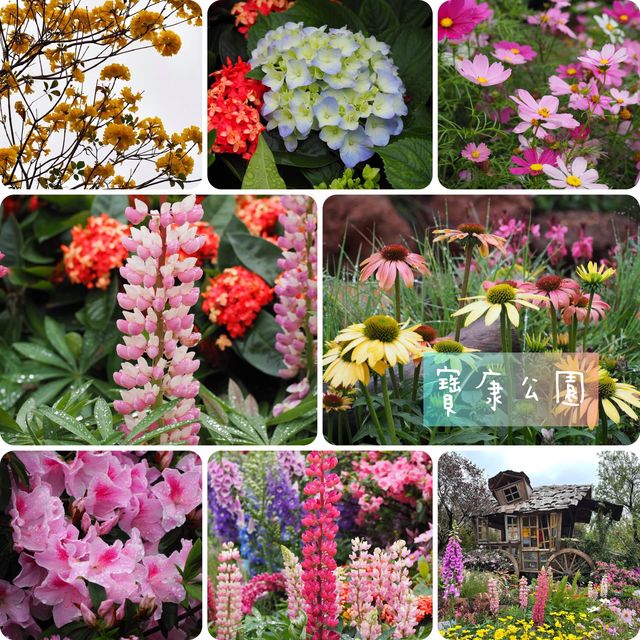 賞花好去處😍寶康公園隱世之處