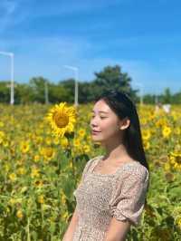 서울 근교 해바라기 맛집은 대부도🌻