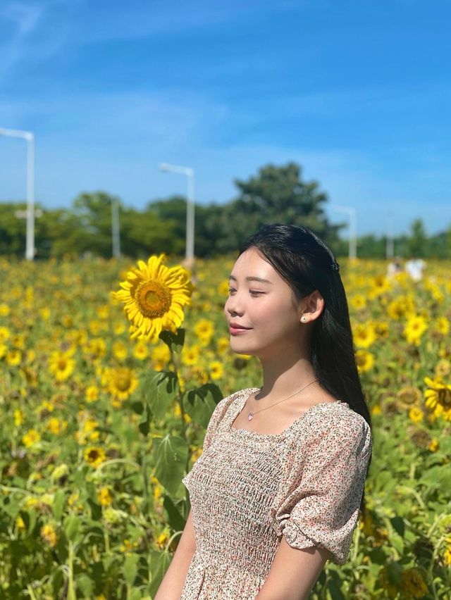 서울 근교 해바라기 맛집은 대부도🌻