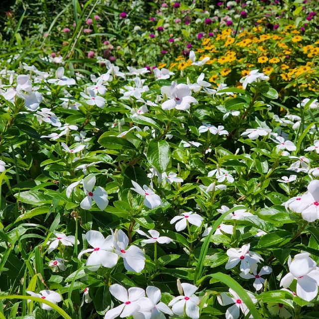 🌼 사계절 언제나 꽃향기가 나는, 상효원