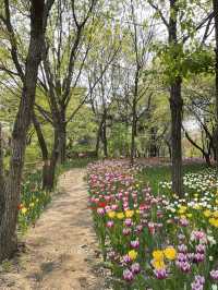 서울 튤립 명소🌷서울숲💖