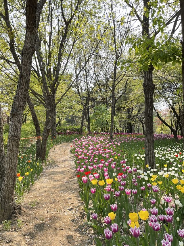 서울 튤립 명소🌷서울숲💖