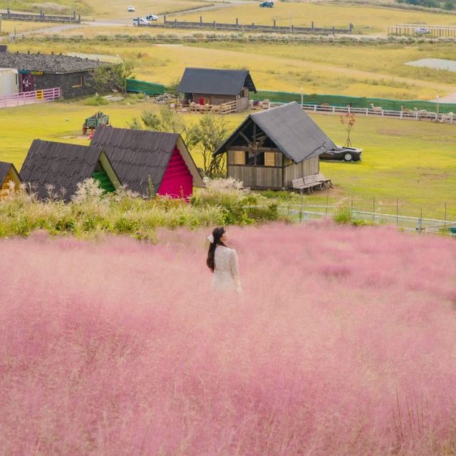🍂제주에서 찐 가을 만나고싶은사람 주목! [선셋's Pick 제주 가을명소 모음집]