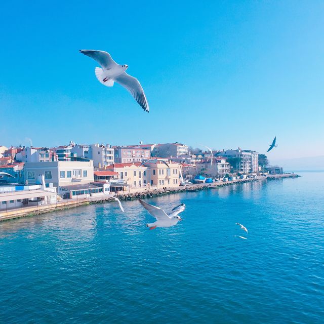 【土耳其 伊斯坦堡】自助海鷗餵食秀！渡輪橫越達達尼爾！