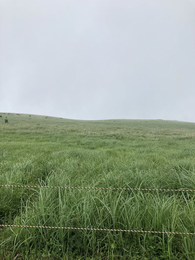 제주도 서쪽 여행,애월 새별오름