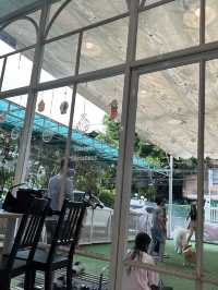 🇹🇭曼谷 狗狗cafe 一大堆狗狗圍住你轉🐶