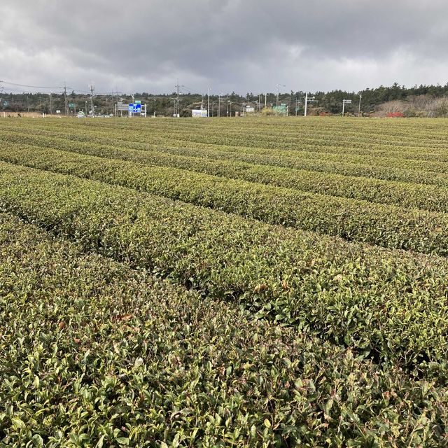 綠茶博物館