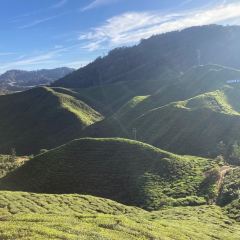 Cameron Valley Tea House 여행 사진