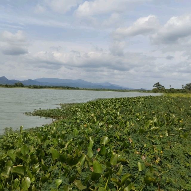 haven for migration birds