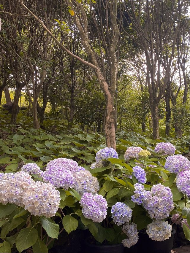 제주도 수국 명소