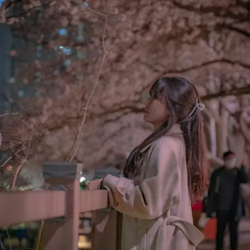 🌸밤의 벚꽃이 예쁜 [부산, 온천천]🌸