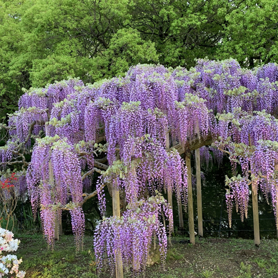 ふじの花物語 あしかがフラワーパーク大藤まつり 昼の部 Trip Com 足利の旅のブログ