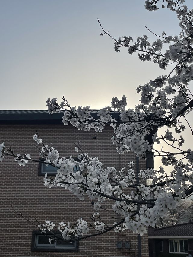 춘천댐 벚꽃길에서 벚꽃 구경하기🌸