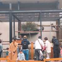 旭山動物園　クジャク舎&にわとり・アヒル舎
