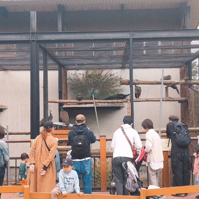 旭山動物園　クジャク舎&にわとり・アヒル舎