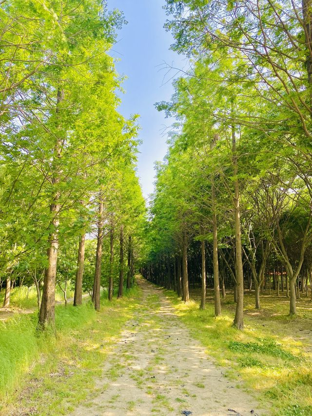 파란물결 가득한 당진 아그로랜드 꽃천국💙