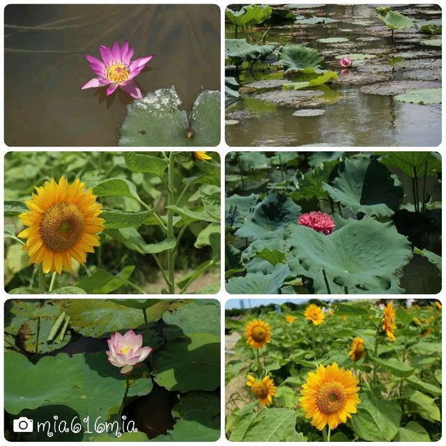 信芯園向日葵花田🌻