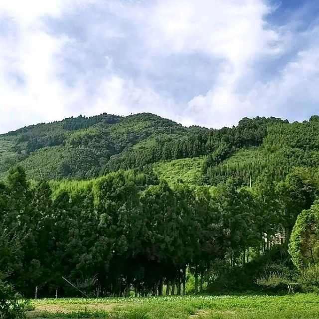 桃園的東眼山森林遊樂區