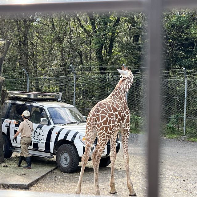 富士サファリパーク、リアル猛獣見れるぞ