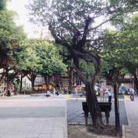 🌳可愛又熱鬧的Yongkang Park 永康公園🌳