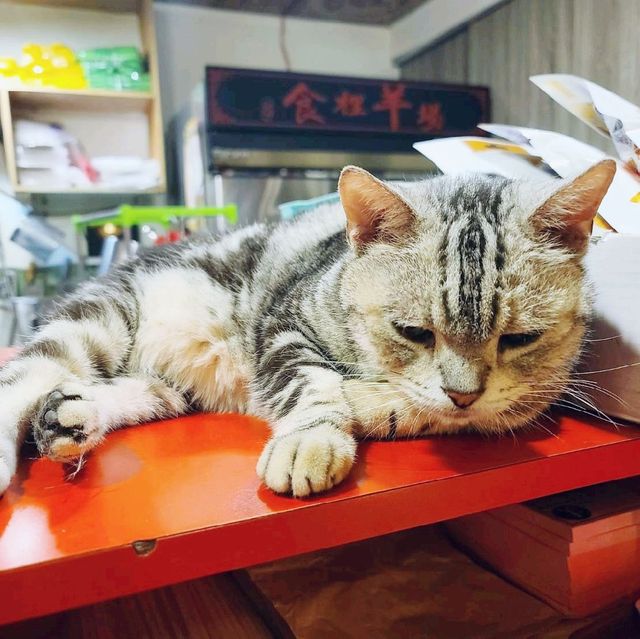 土城人氣爆棚的食里洋場薑母鴨😘