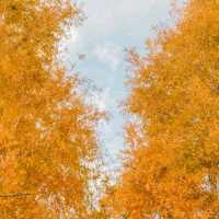 🍂주황빛아래에서 의미를 되새기며 산책하기 좋은곳 [부산, UN기념공원]