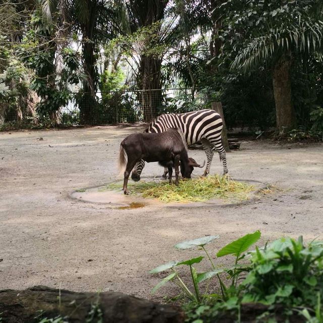 Campany Family Day @ Singapore Zoo