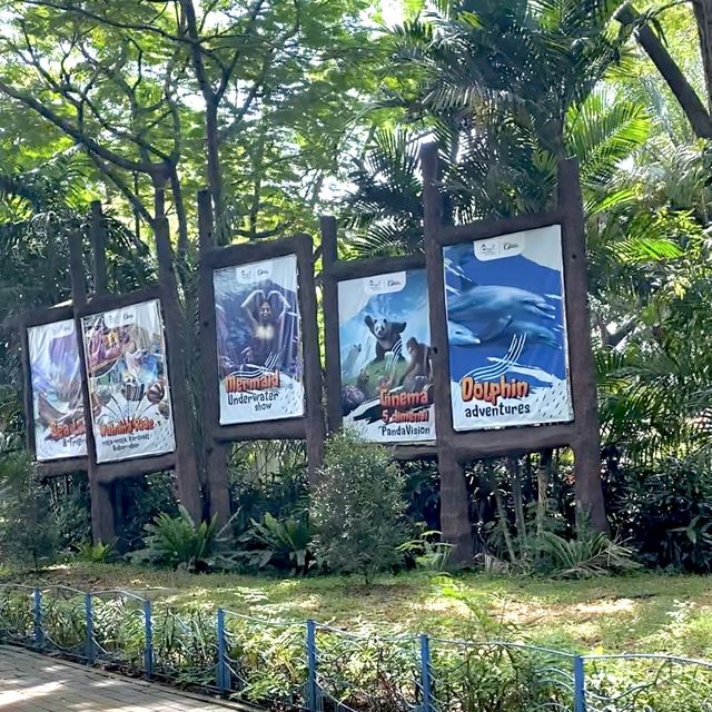 Sea Lions at Ocean Dream Samudra