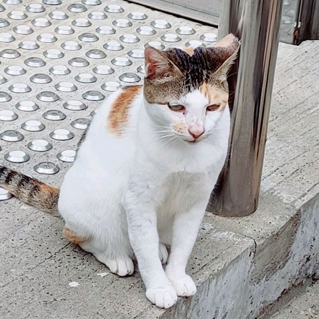全港最正沙翁。貓奴。田牧粉必去。 明知山有虎偏向虎山行 全港最正沙翁。貓奴。田牧粉必去。 明知山有虎偏向虎山行