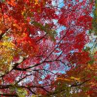 【紅葉巡り】京都ー東福寺