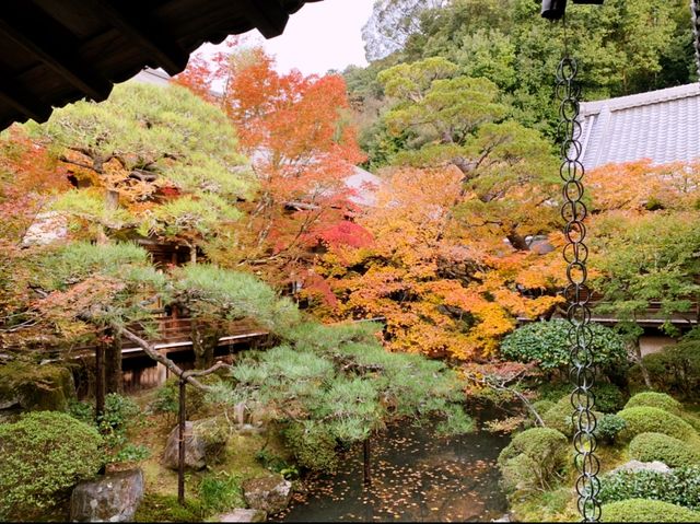 京都[紅葉めぐり]  永観堂(禅林寺)  圧巻の堂内編