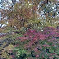 【千代田区】武道館すぐ横　北の丸公園