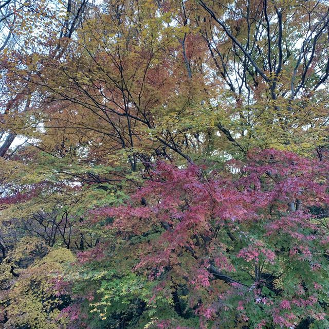 【千代田区】武道館すぐ横　北の丸公園