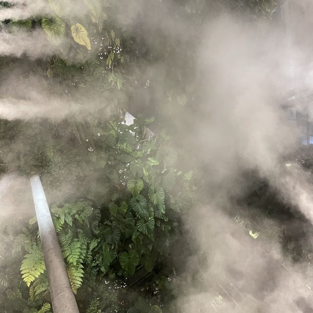 Walking on Clouds at Cloud Forest