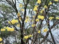 城門谷賞花好去處