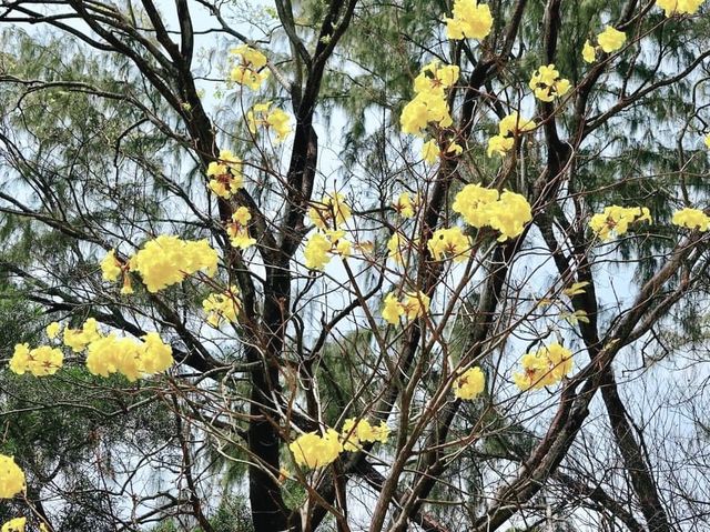 城門谷賞花好去處