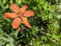 遊香港．將軍澳賞花好去處