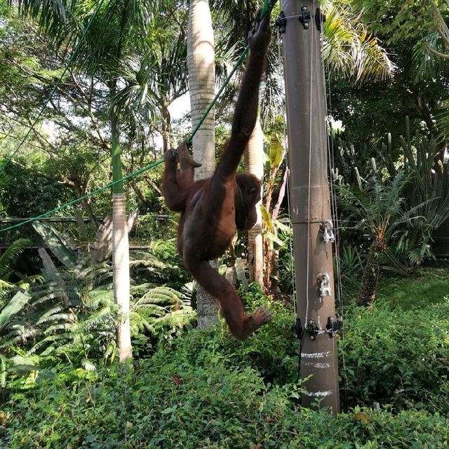 Exploring Bali Zoo😃