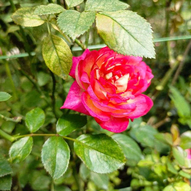 Underrated Rose Garden in Cameron Highland