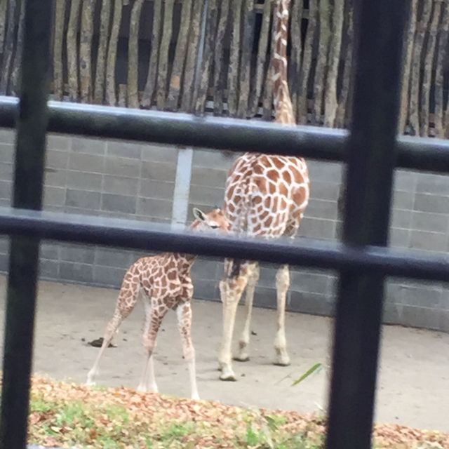 富士サファリパークのかわいい動物たち