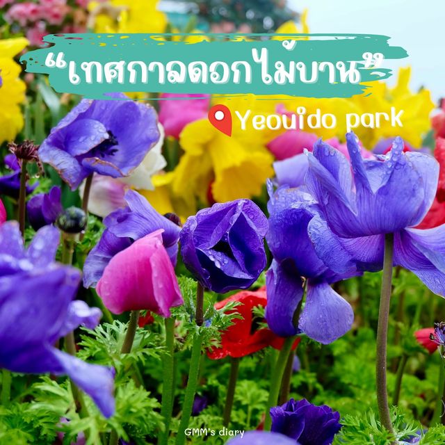 เที่ยวเทศกาลดอกไม้บานที่ Yeouido Park เกาหลี 
