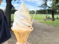 【友達・家族・カップル◎】ひまわりが見頃な昭和記念公園