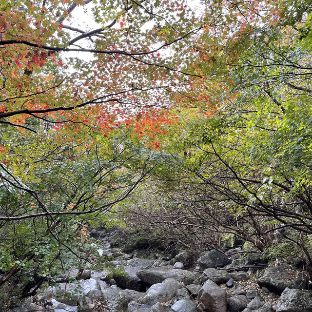 지리산 국립공원 단풍놀이🍁🍂
