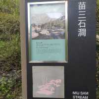 親子行山好去處👣 烏絞騰->三亞村->荔枝窩