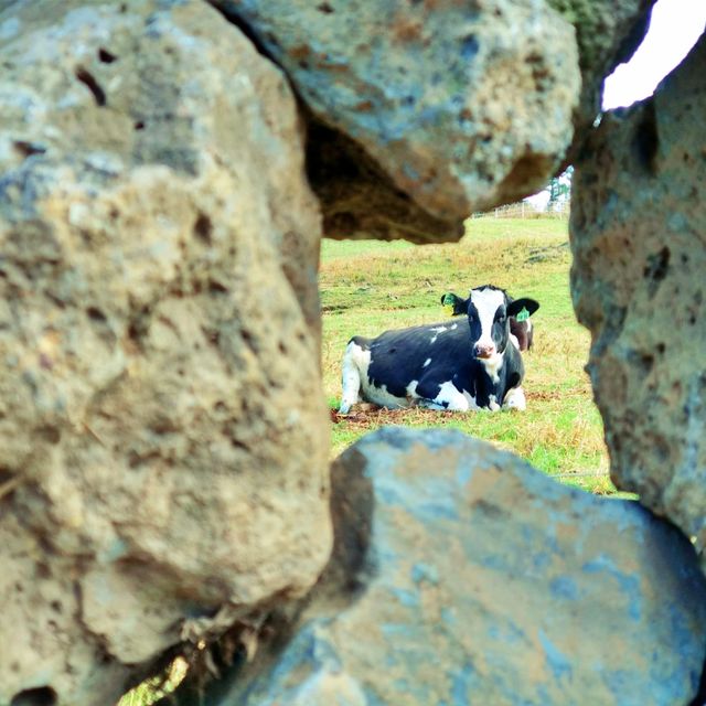🐮 제주도 목장이면 이정도 뷰는, 아침미소목장