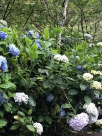 繍球花季景點 杉林溪森林遊樂園