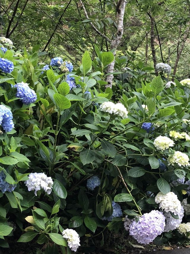 繍球花季景點 杉林溪森林遊樂園