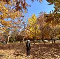 Gyeongju , is a must place to enjoy autumn 🍂