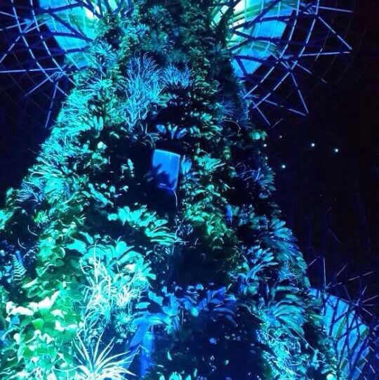 旅遊推介 新加坡🇸🇬站SupertreeGrove