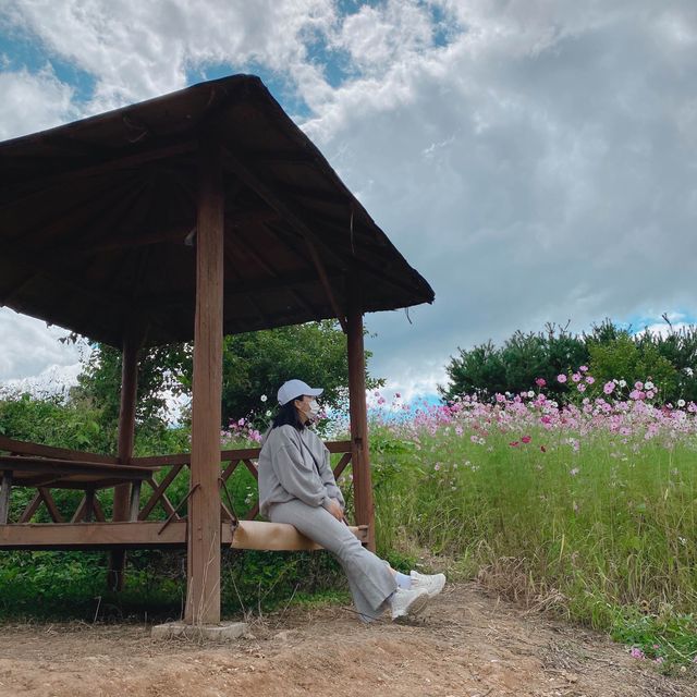 횡성 코스모스 맛집🌸